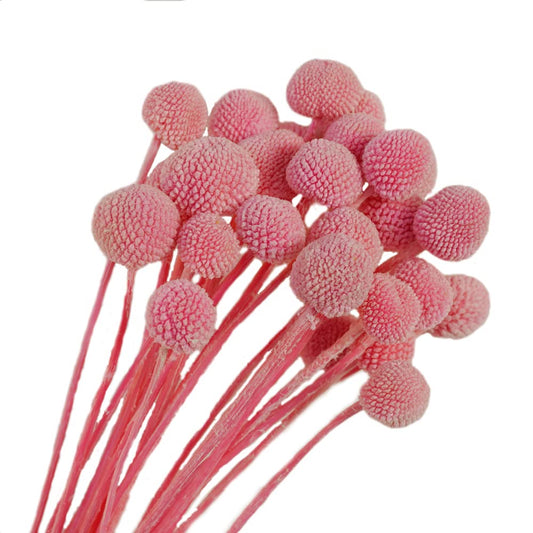 Dried Flower Billy Balls 5 stems (Pink colour)