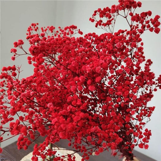 Preserved Dried Baby Breath Red color