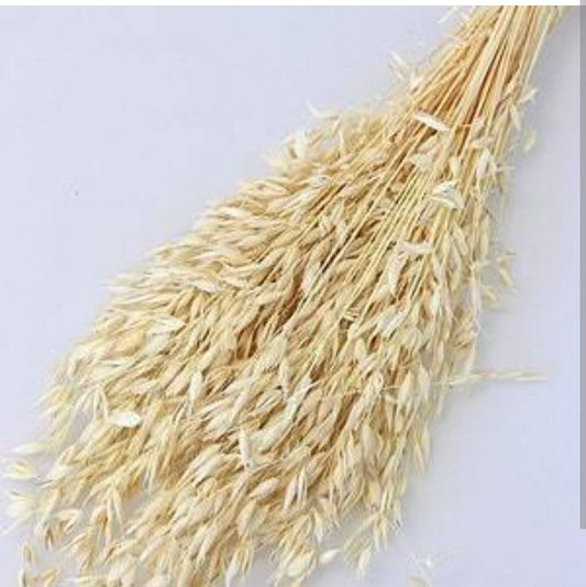 Natural dried oats grass 30 stems