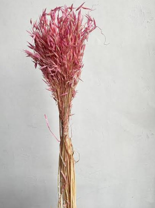 OATS GRASS 20 STEM PACK