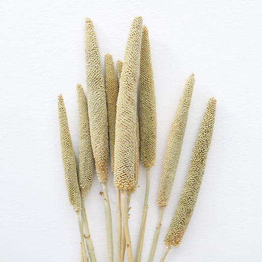 Dried Natual Millets 10 stems