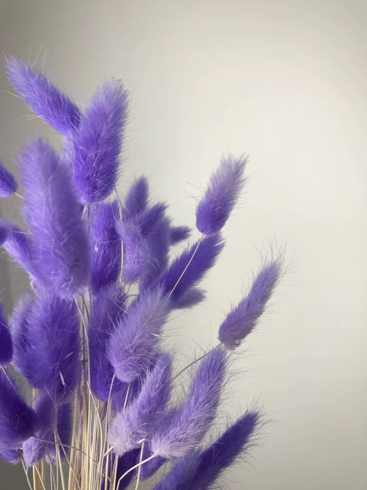 Dried Bunny tails Purple 30pcs pack