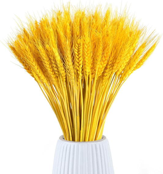 Dried Wheat Grass Natural Bunch 25 Stems Yellow color