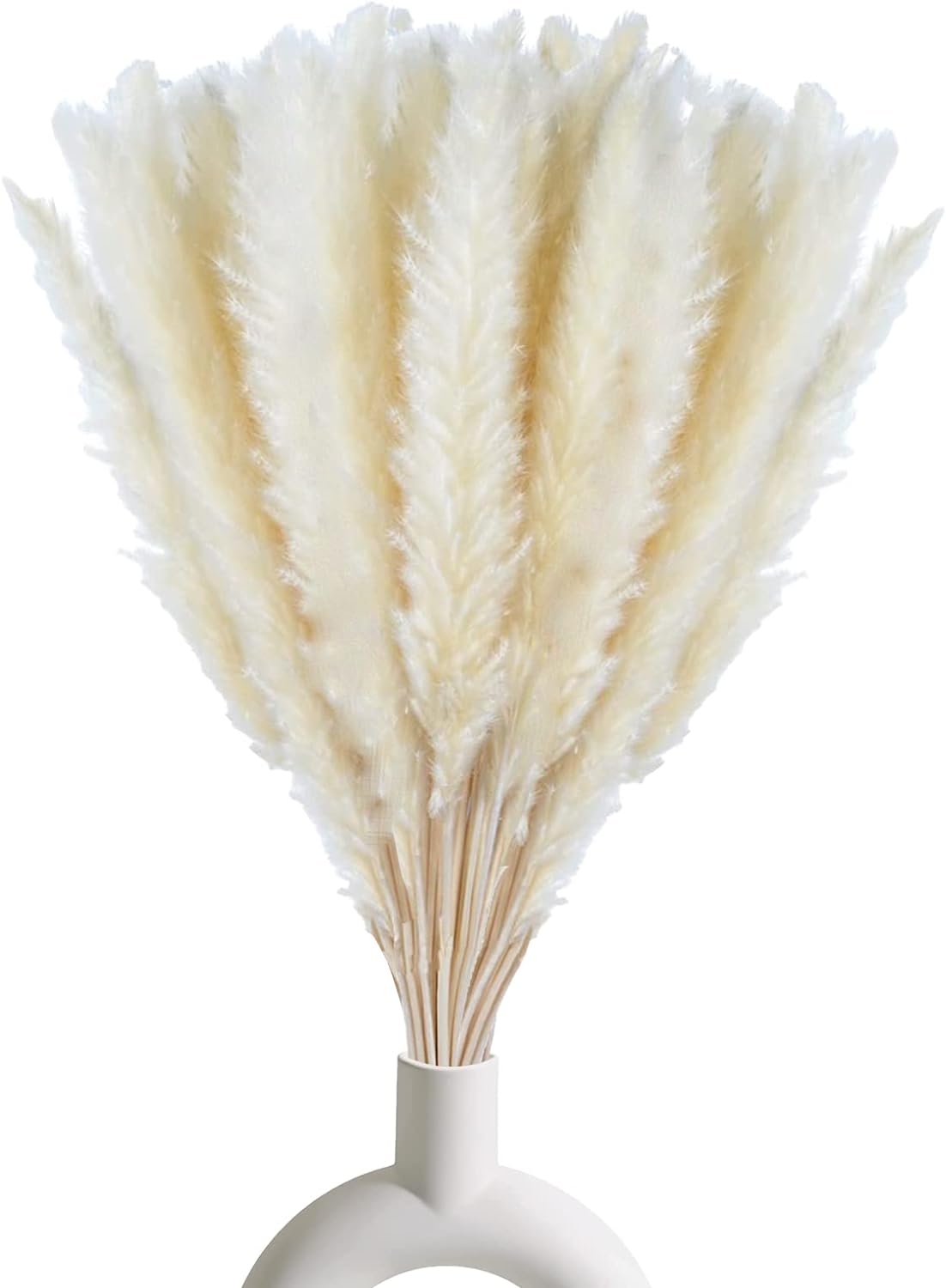 Dried Pampas white colour