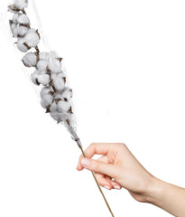 Cotton Stem, 26 1/8", Cotton Stems Decor Branches, Cotton Decor, Cotton Stems,