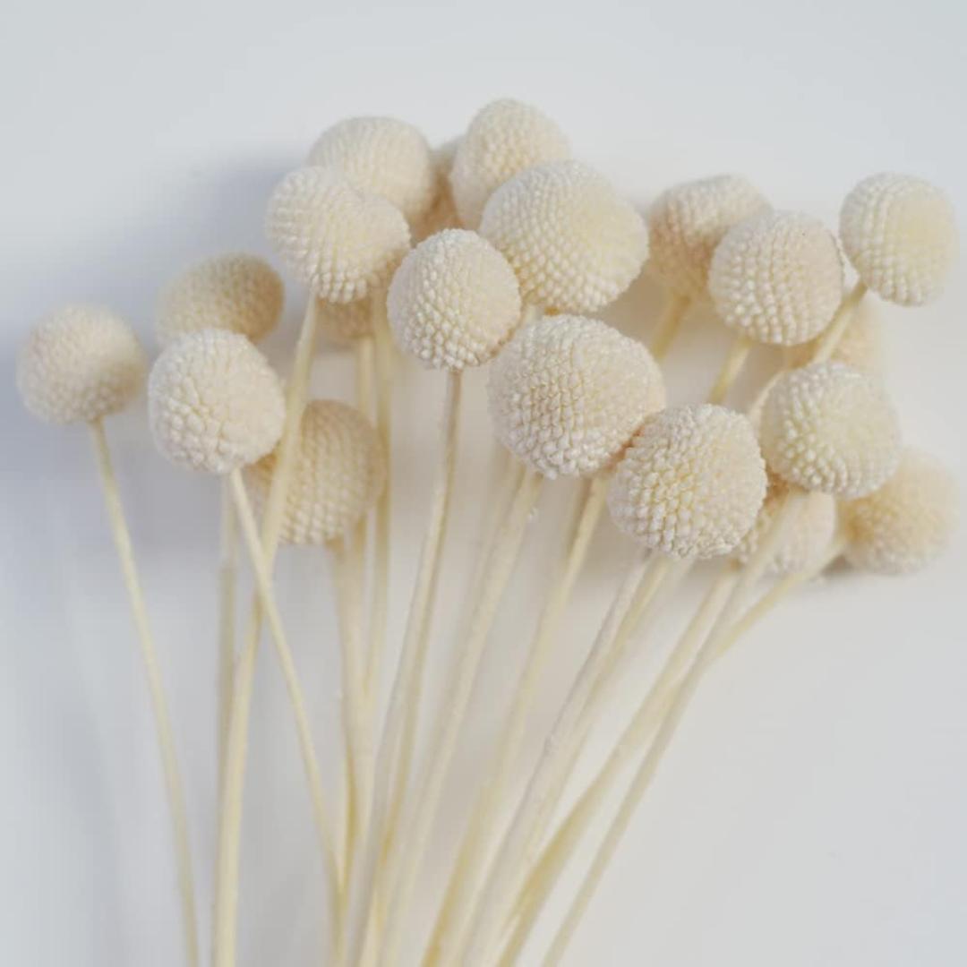 Dried Flower Billy Balls 5 stems (White colour)