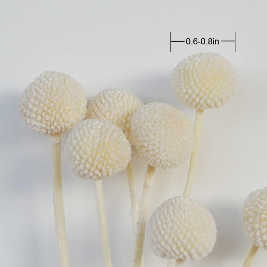 Dried Flower Billy Balls 5 stems (White colour)