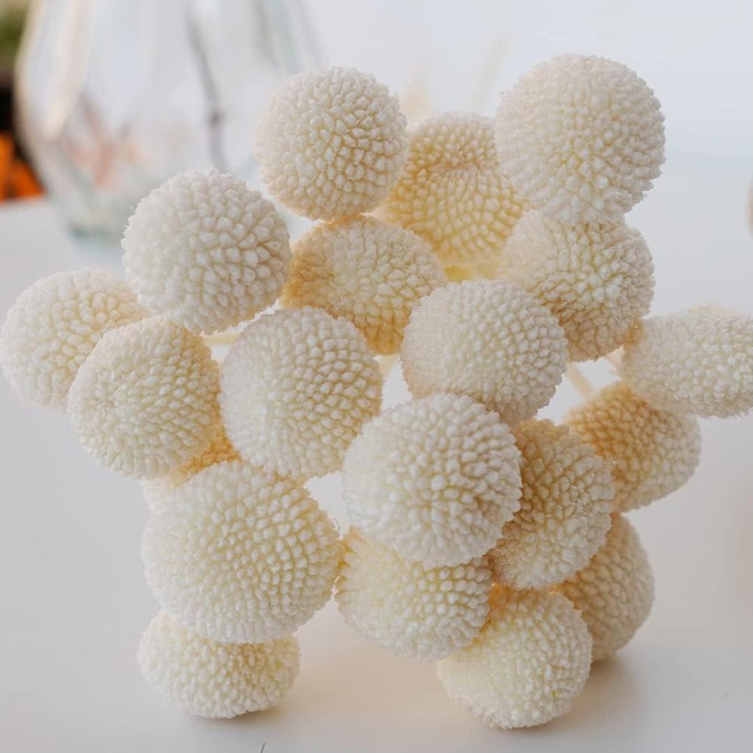 Dried Flower Billy Balls 5 stems (White colour)