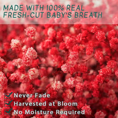 Preserved Dried Baby Breath  Red color