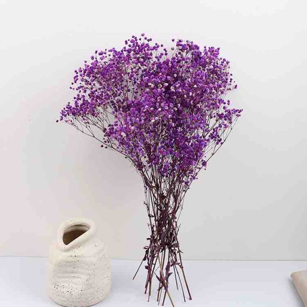 Preserved Dried Baby Breath  Purple colour