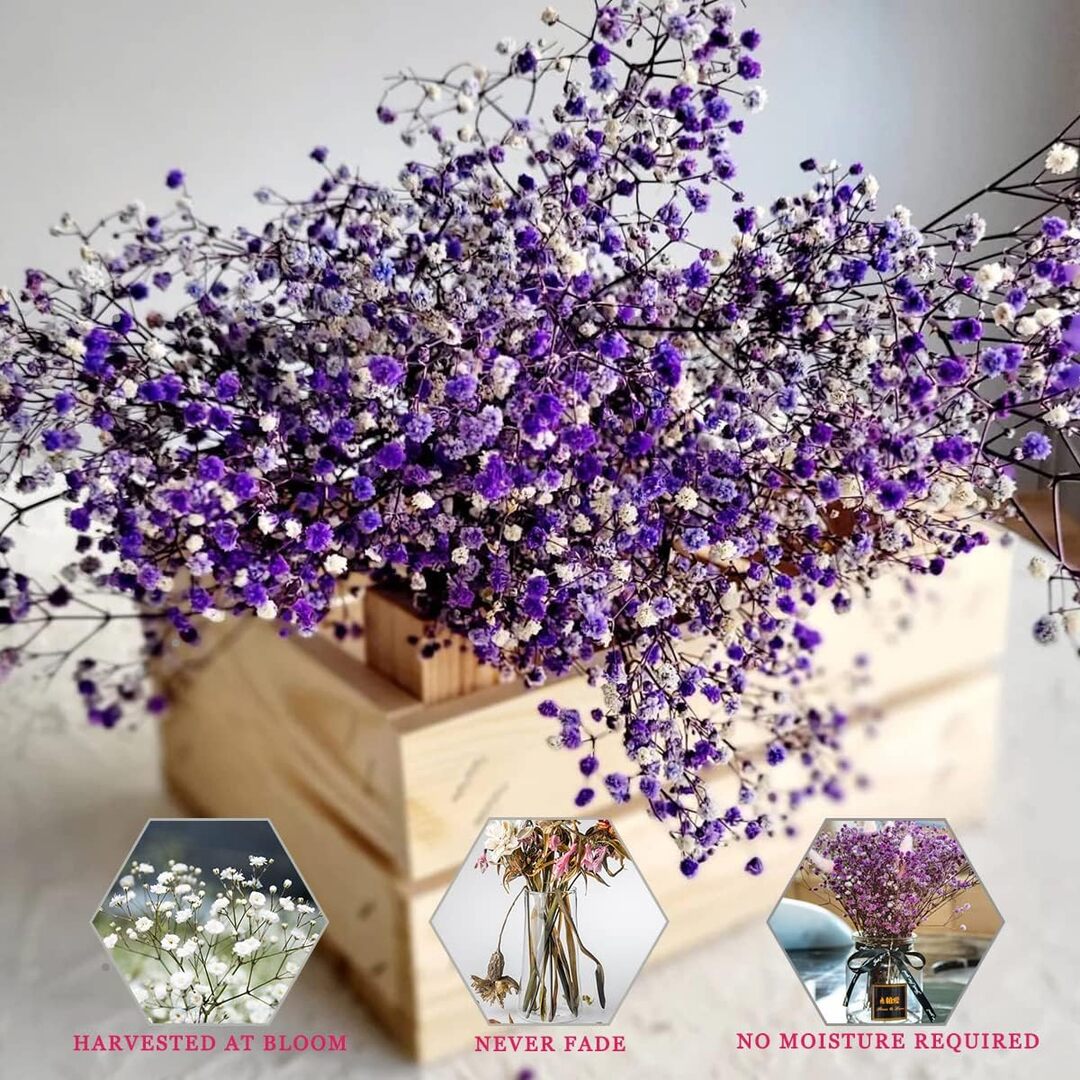 Preserved Dried Baby Breath  Purple colour