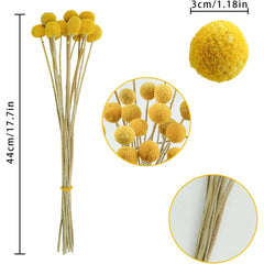 Dried Flower Billy Balls 5 stems (Yellow colour)