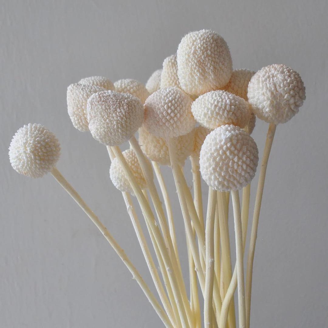 Dried Flower Billy Balls 5 stems (White colour)