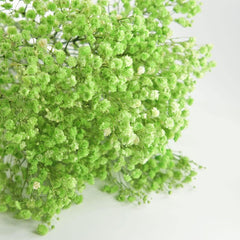 Preserved Dried Baby Breath  Green color