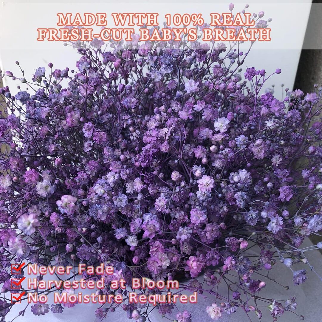 Preserved Dried Baby Breath  Purple colour