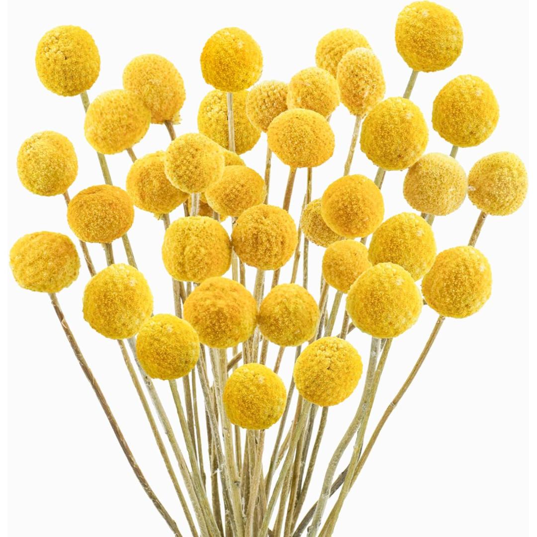 Dried Flower Billy Balls 5 stems (Yellow colour)