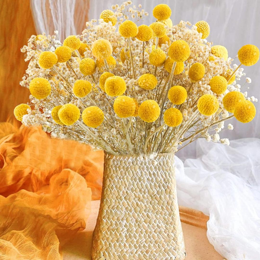 Dried Flower Billy Balls 5 stems (Yellow colour)