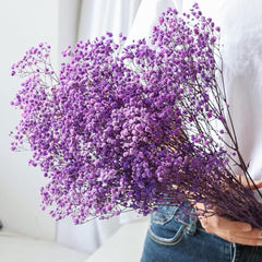 Preserved Dried Baby Breath  Purple colour