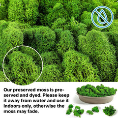 Preserved Moss for Crafts Green Reindeer Moss for Potted Plants, Craft Decorative Moss Decor for Wall Art, Dried Moss