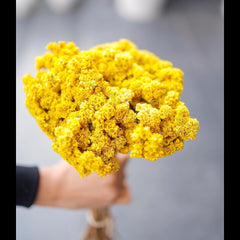 Dried Daisies Flower Bunch Yellow color