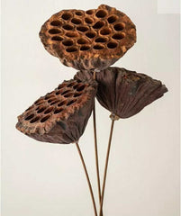 Dried Lotus Pod with stick 5 stems