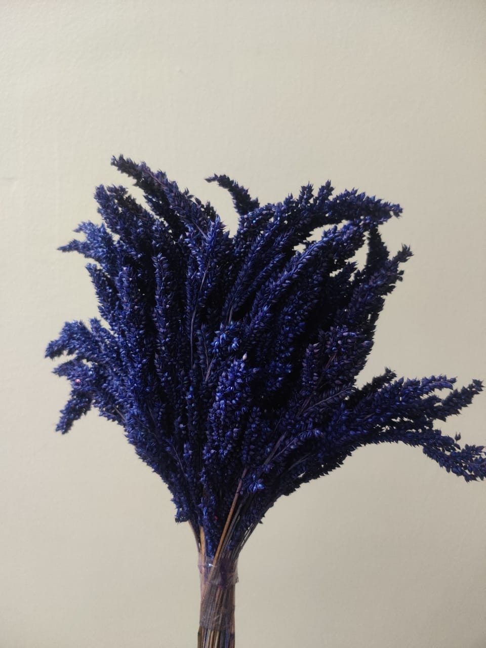 Dried Fox tail (Purple color)