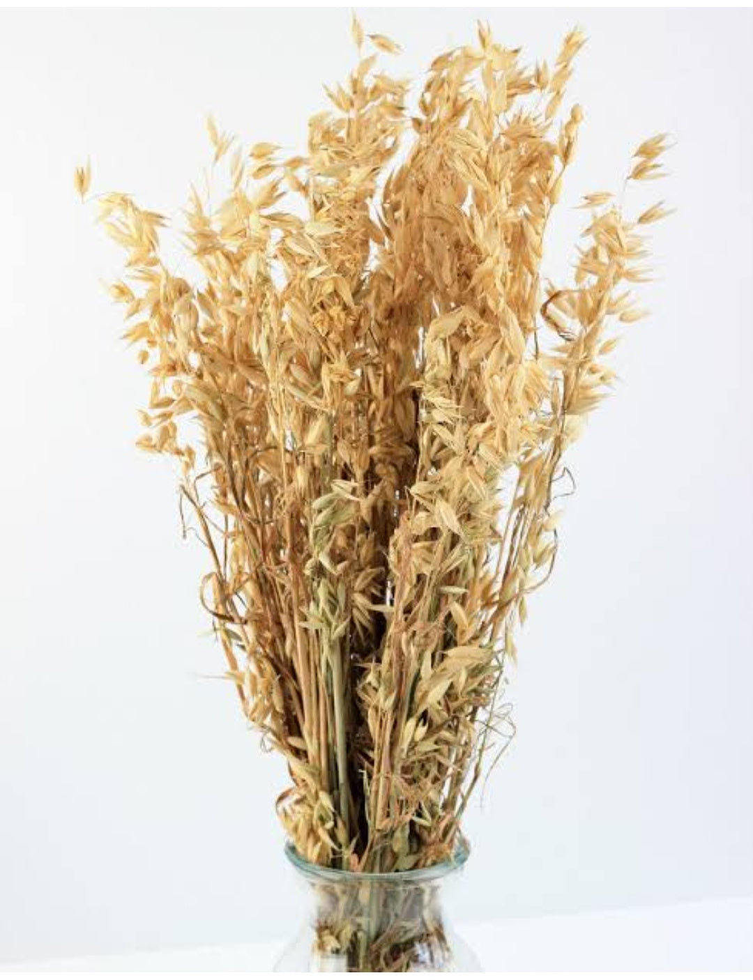 Natural dried oats grass 30 stems