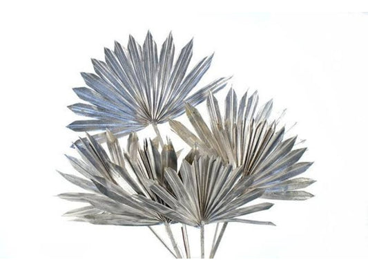 Silver Sun Palm 5 stems