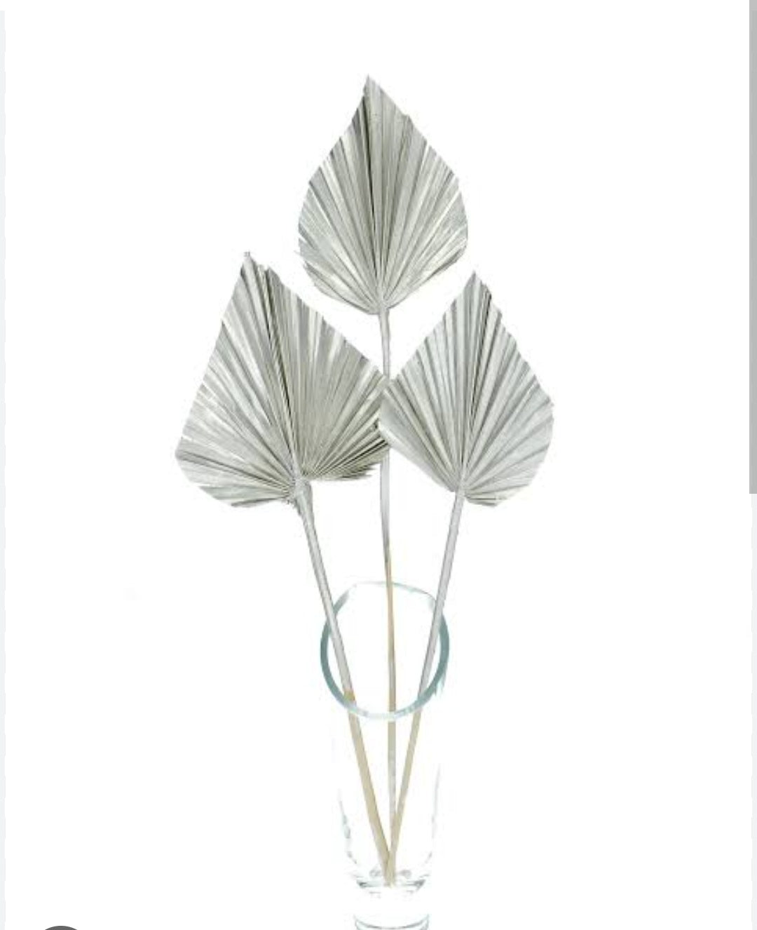 Dried silver Palm Spear 10 stems