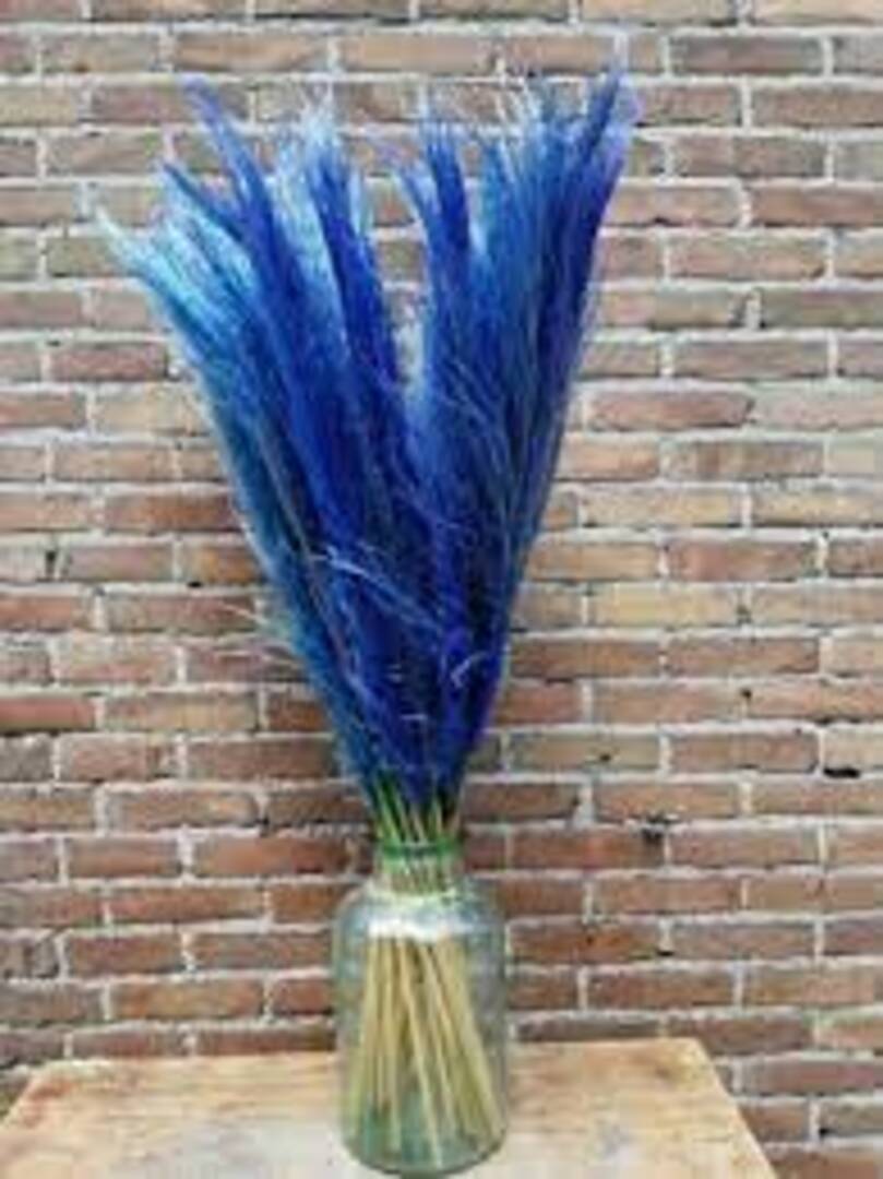 Dried Blue Pampas Set Of 10 Sticks