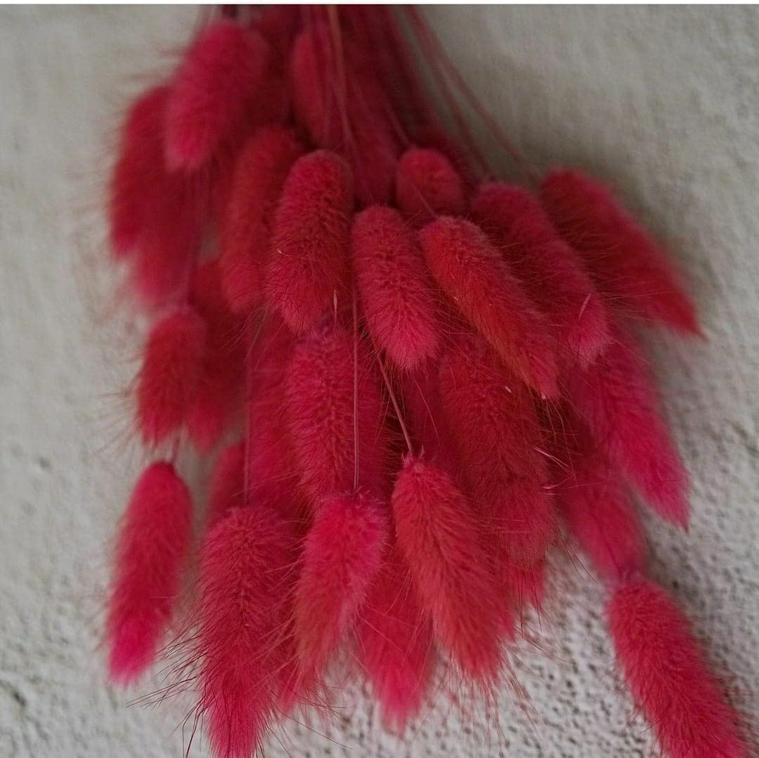 Dried Bunny tails Red 30pcs pack