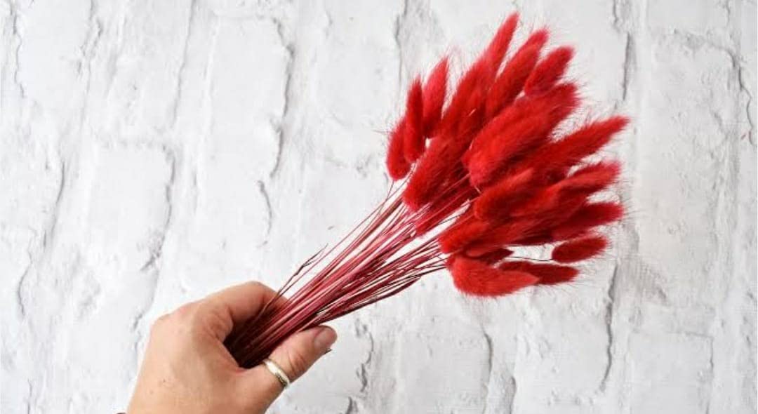 Dried Bunny tails Red 30pcs pack