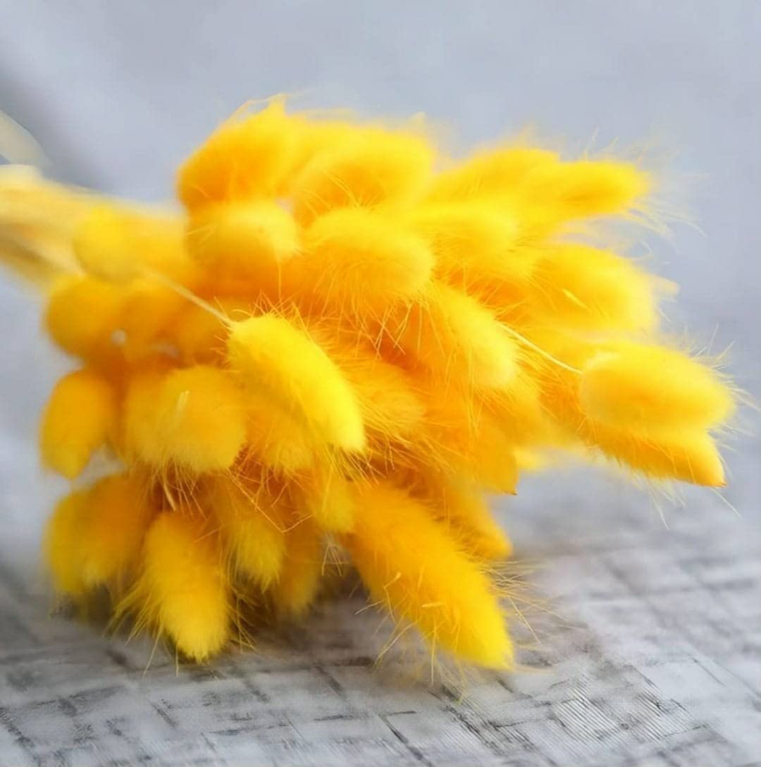 Dried Bunny tails Yellow 30pcs pack