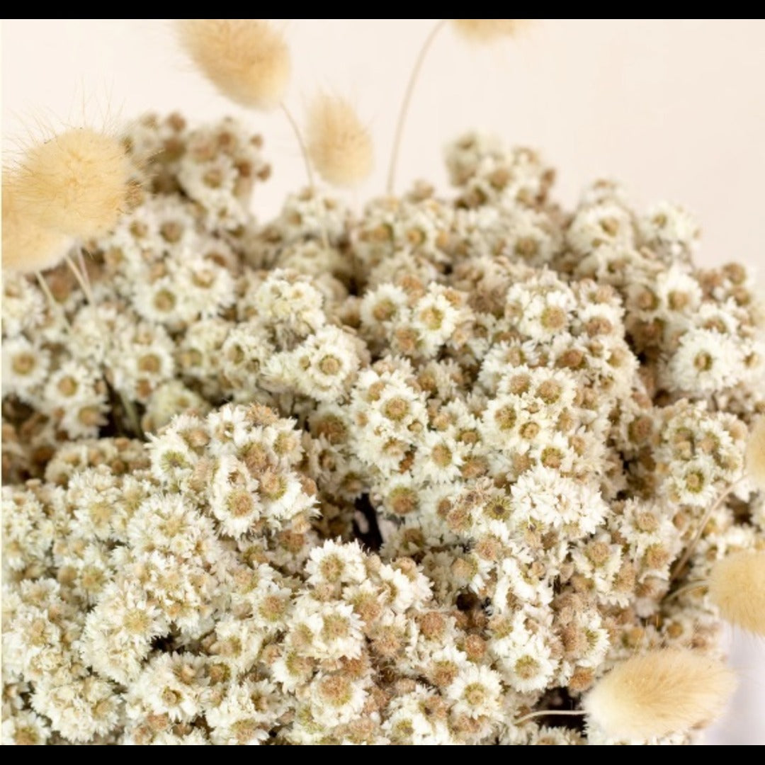 Dried Daisies Flower Bunch White color