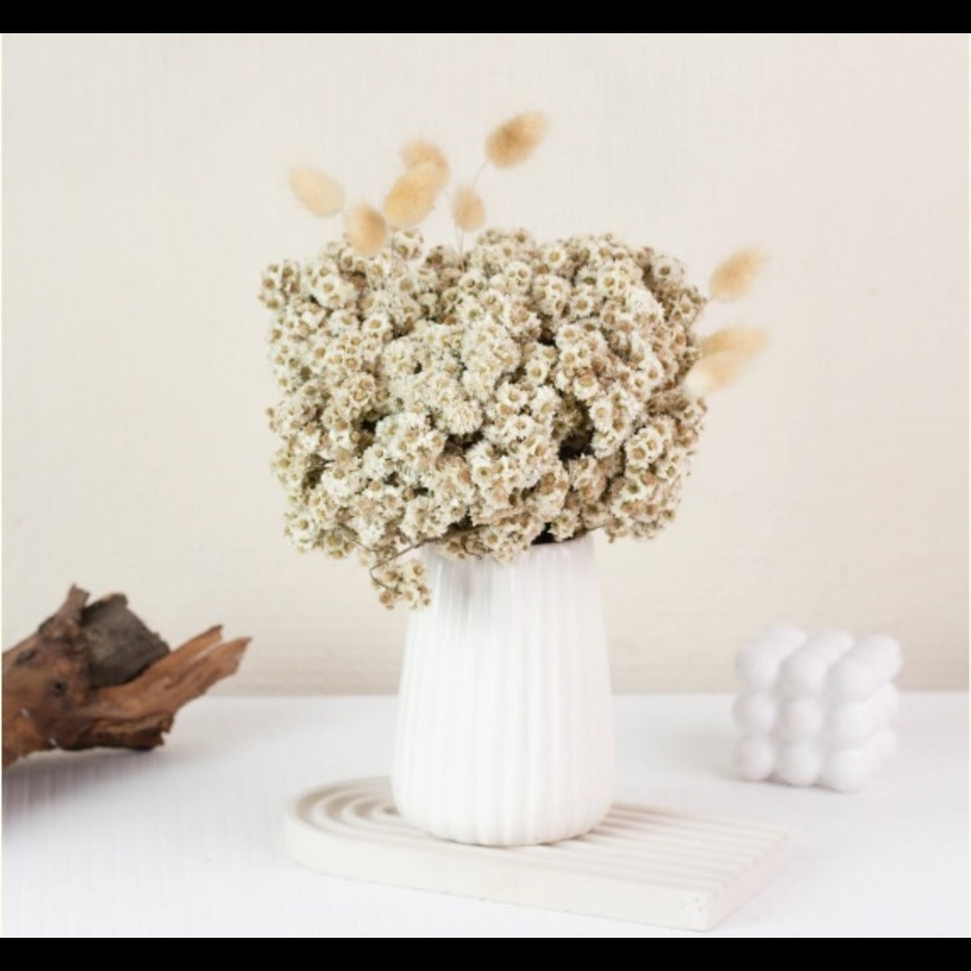 Dried Daisies Flower Bunch White color