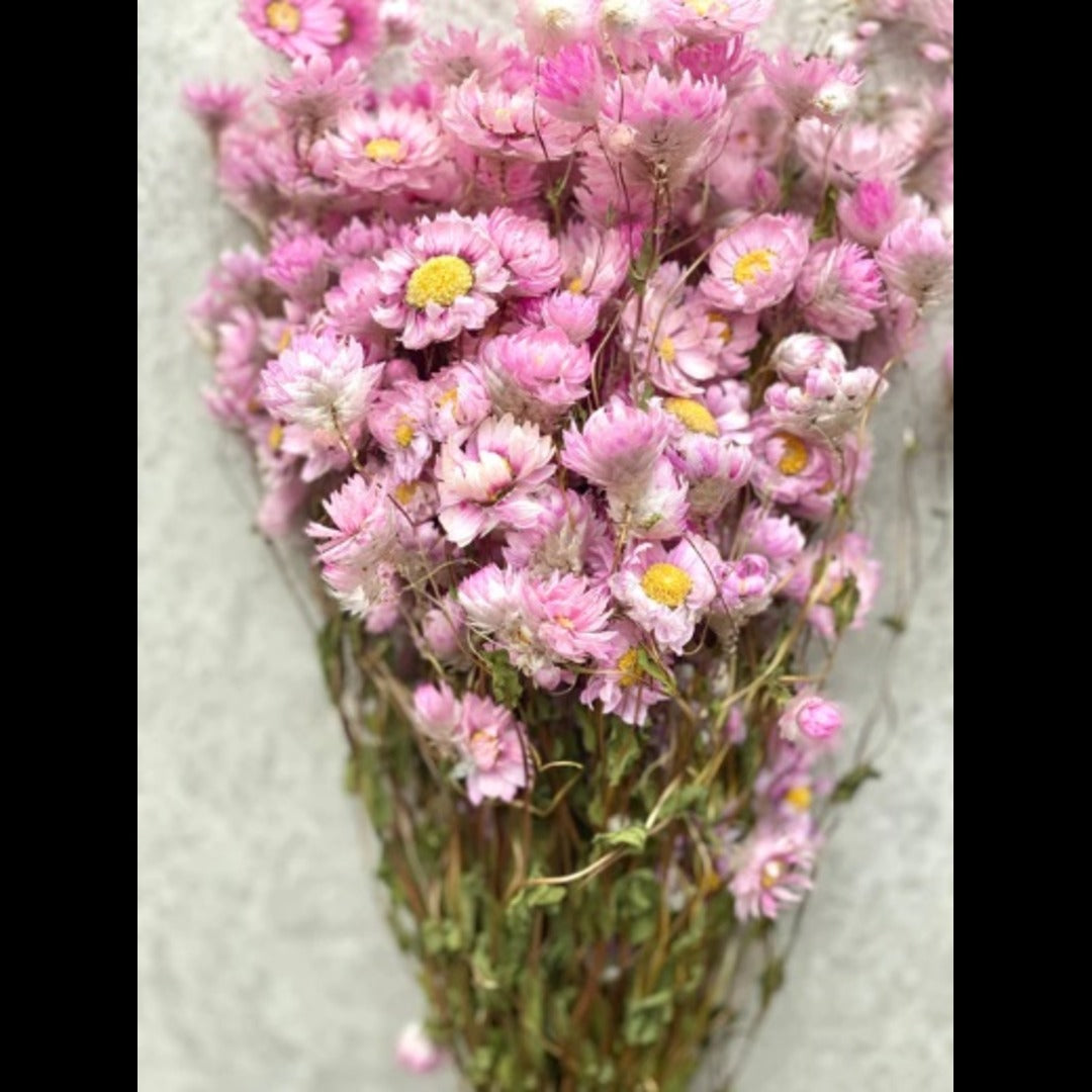 Dried Daisies Flower Bunch Pink color