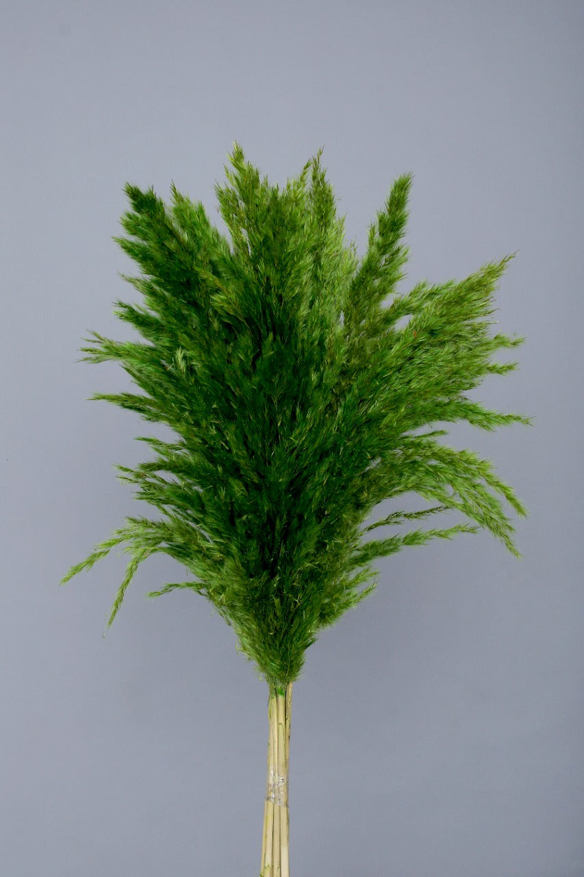 Dried Green Pampas Set Of 10 Sticks