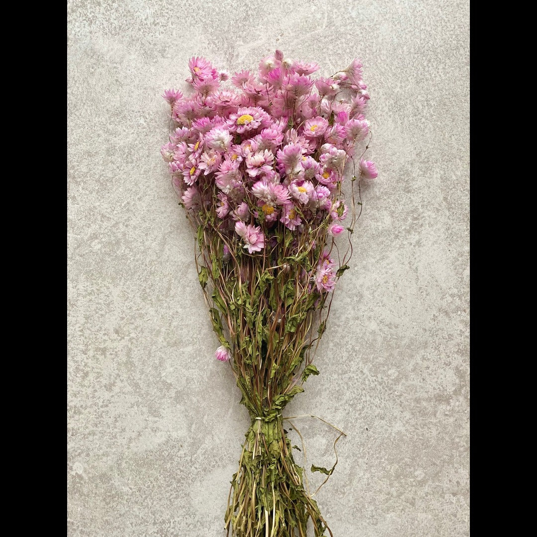 Dried Daisies Flower Bunch Pink color