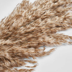 NATURAL PAMPAS SET OF 10 STICKS