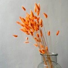 Dried Bunny tails orange 30pcs pack