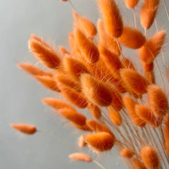 Dried Bunny tails orange 30pcs pack