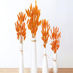 Dried Bunny tails orange 30pcs pack