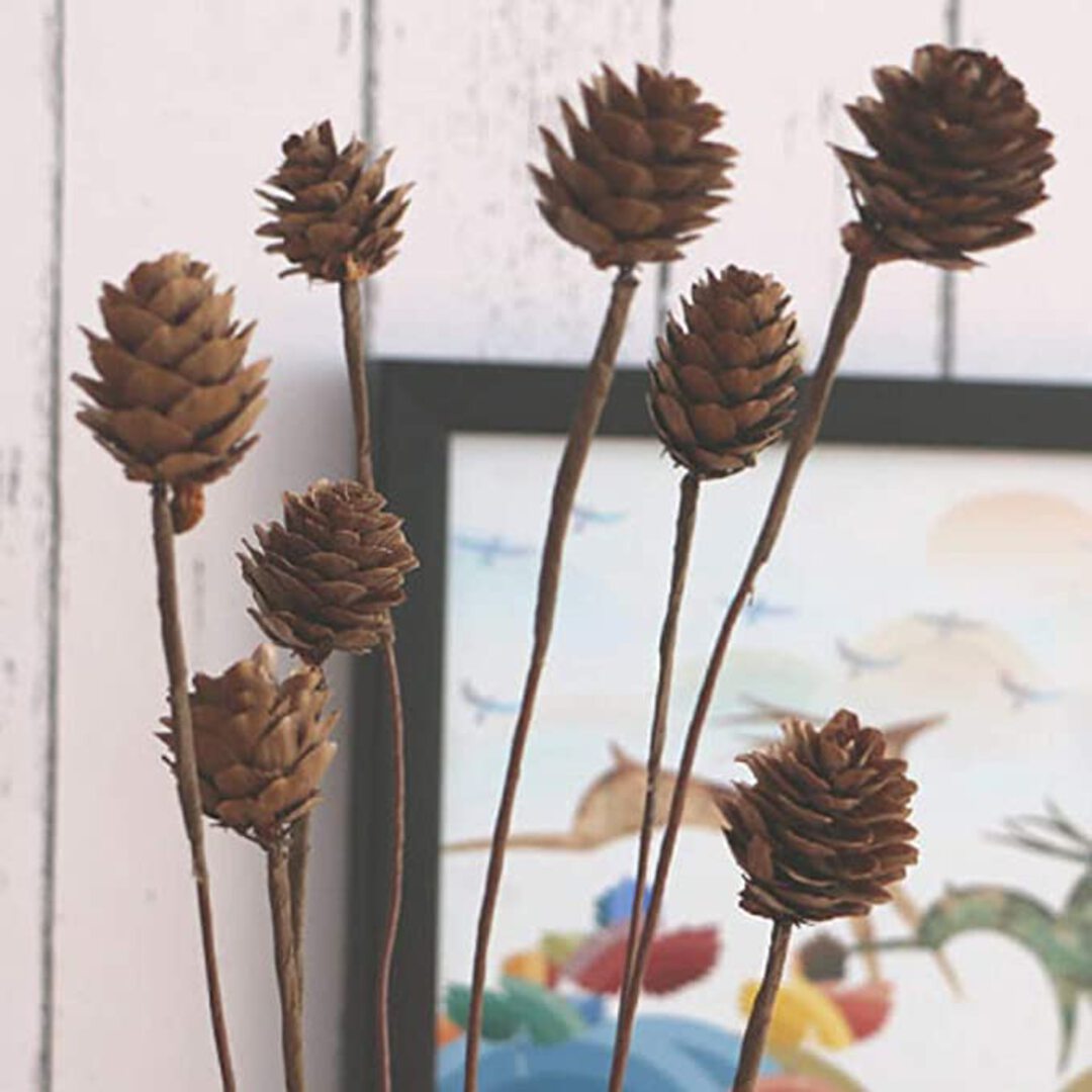 Dried Pine Cones 5 stems