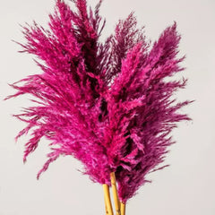 Dried Pink Pampas Set Of 10 Sticks