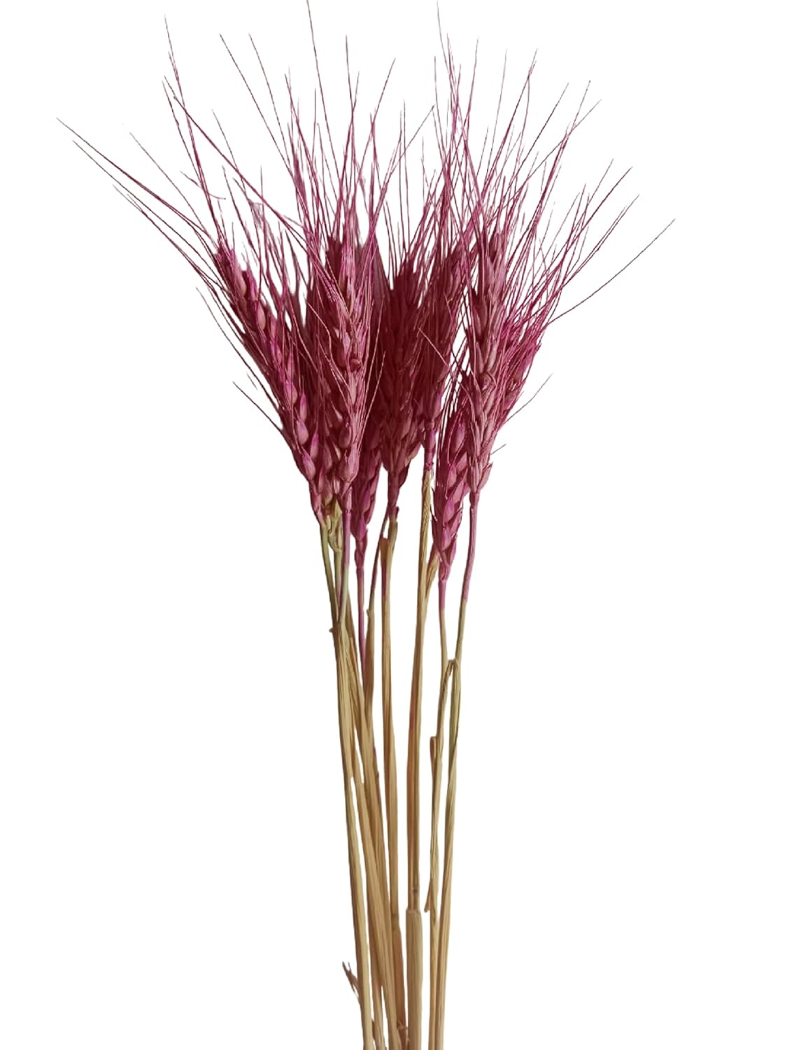 Dried Wheat Grass Natural Bunch 25 Stems Pink color