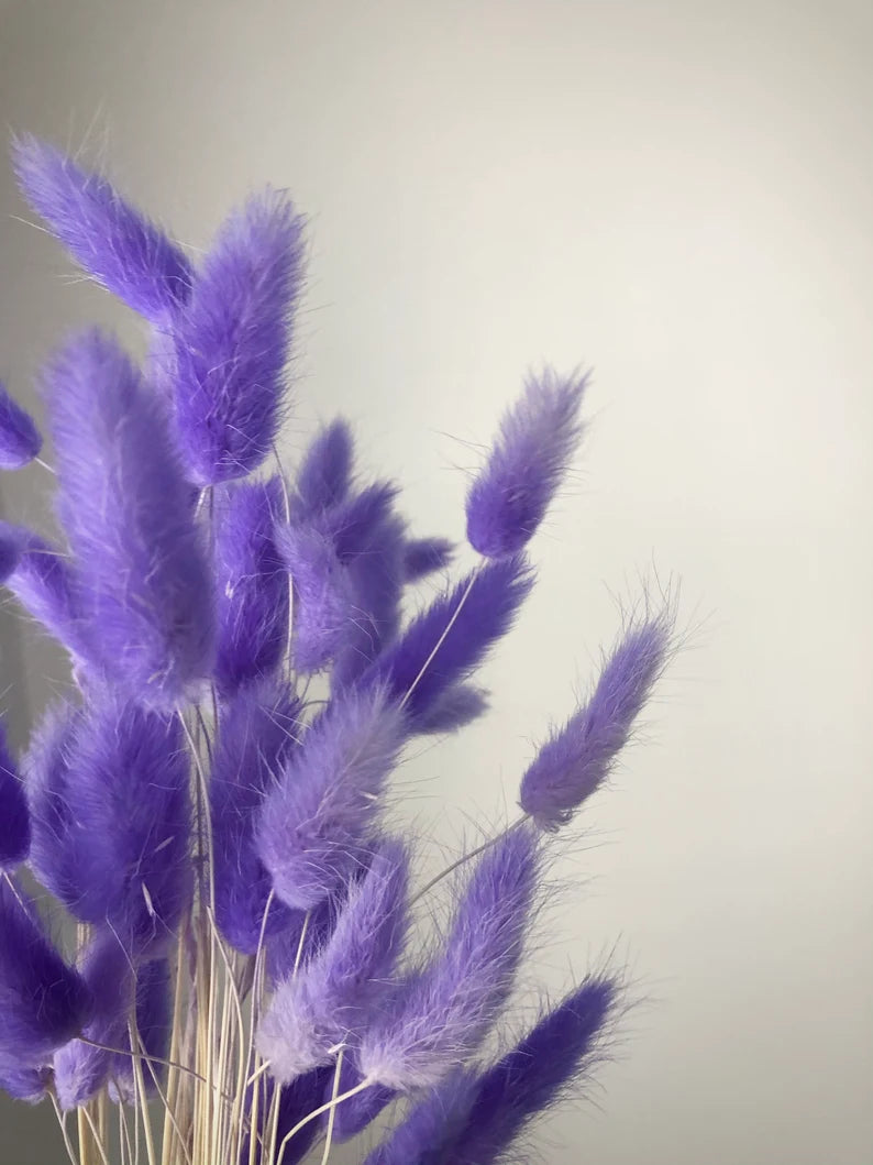 Dried Bunny tails Purple 30pcs pack