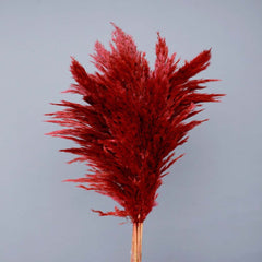 Dried Red Pampas Set Of 10 Sticks