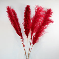 Dried Red Pampas Set Of 10 Sticks