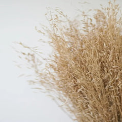 Dried Star Grass Natural Bunch 50 grams