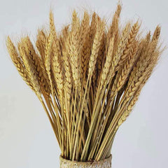 Dried Wheat Grass Natural Bunch 30 Stems